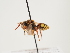  (Nomada ottomanensis - ORBIT_0138)  @11 [ ] nrr (2023) Unspecified Thomas Wood