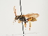  (Nomada propinqua - ORBIT_0140)  @11 [ ] nrr (2023) Unspecified Thomas Wood