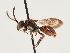  (Nomada serricornis - ORBIT_0143)  @11 [ ] nrr (2023) Unspecified Thomas Wood