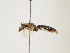  (Halictus adjentikus - ORBIT_0193)  @11 [ ] nrr (2023) Unspecified Thomas Wood