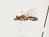  (Halictus mediterranellus - ORBIT_0196)  @11 [ ] nrr (2023) Unspecified Thomas Wood