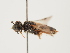  ( - ORBIT_0200)  @11 [ ] nrr (2023) Unspecified Thomas Wood