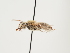  ( - ORBIT_0241)  @11 [ ] nrr (2023) Unspecified Thomas Wood