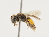  (Andrena schulzi - ORBIT_0259)  @11 [ ] nrr (2023) Unspecified Thomas Wood