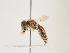  (Andrena forsterella - ORBIT_0260)  @11 [ ] nrr (2023) Unspecified Thomas Wood