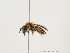  (Andrena glidia - ORBIT_0262)  @11 [ ] nrr (2023) Unspecified Thomas Wood