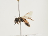  ( - ORBIT_0263)  @11 [ ] nrr (2023) Unspecified Thomas Wood