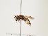  ( - ORBIT_0265)  @11 [ ] nrr (2023) Unspecified Thomas Wood