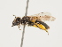  ( - ORBIT_0277)  @11 [ ] nrr (2023) Unspecified Thomas Wood