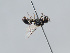  ( - ORBIT_0331)  @11 [ ] nrr (2023) Unspecified Romain Le Divelec