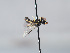 ( - ORBIT_0335)  @11 [ ] nrr (2023) Unspecified Romain Le Divelec