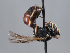  ( - ORBIT_0405)  @11 [ ] nrr (2023) Unspecified Romain Le Divelec