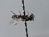  ( - ORBIT_0434)  @11 [ ] nrr (2023) Unspecified Romain Le Divelec