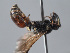  ( - ORBIT_0455)  @11 [ ] nrr (2023) Unspecified Romain Le Divelec