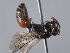  ( - ORBIT_0458)  @11 [ ] nrr (2023) Unspecified Romain Le Divelec