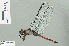  ( - RMNH.INS.506877)  @13 [ ] CreativeCommons - Attribution Non-Commercial Share-Alike (2013) Unspecified Naturalis Biodiversity Center