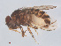  (Drosophila repleta - 14003-31)  @14 [ ] CreativeCommons - Attribution Non-Commercial Share-Alike (2013) Unspecified Naturalis Biodiversity Centre