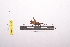  ( - LopeORT14-014)  @11 [ ] CreativeCommons - Attribution Non-Commercial Share-Alike (2014) Nicolas Moulin Nicolas Moulin entomologie