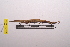  (Cannula gracilipes - LopeORT14-044)  @11 [ ] CreativeCommons - Attribution Non-Commercial Share-Alike (2014) Nicolas Moulin Nicolas Moulin entomologie