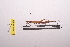  ( - LopeORT14-046)  @11 [ ] CreativeCommons - Attribution Non-Commercial Share-Alike (2014) Nicolas Moulin Nicolas Moulin entomologie