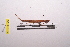  ( - LopeORT14-047)  @11 [ ] CreativeCommons - Attribution Non-Commercial Share-Alike (2014) Nicolas Moulin Nicolas Moulin entomologie