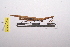  ( - LopeORT14-048)  @11 [ ] CreativeCommons - Attribution Non-Commercial Share-Alike (2014) Nicolas Moulin Nicolas Moulin entomologie