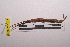  (Cannula - LopeORT14-128)  @13 [ ] CreativeCommons - Attribution Non-Commercial Share-Alike (2014) Nicolas Moulin Nicolas Moulin entomologie