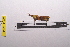  ( - LopeORT14-174)  @12 [ ] CreativeCommons - Attribution Non-Commercial Share-Alike (2014) Nicolas Moulin Nicolas Moulin entomologie