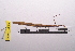  ( - LopeORT14-187)  @13 [ ] CreativeCommons - Attribution Non-Commercial Share-Alike (2014) Nicolas Moulin Nicolas Moulin entomologie