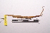  ( - LopeORT14-210)  @13 [ ] CreativeCommons - Attribution Non-Commercial Share-Alike (2014) Nicolas Moulin Nicolas Moulin entomologie