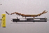  ( - LopeORT14-231)  @12 [ ] CreativeCommons - Attribution Non-Commercial Share-Alike (2014) Nicolas Moulin Nicolas Moulin entomologie
