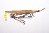  ( - LopeORT14-268)  @13 [ ] CreativeCommons - Attribution Non-Commercial Share-Alike (2014) Nicolas Moulin Nicolas Moulin entomologie