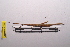  ( - LopeORT14-281)  @13 [ ] CreativeCommons - Attribution Non-Commercial Share-Alike (2014) Nicolas Moulin Nicolas Moulin entomologie