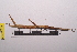 ( - LopeORT14-362)  @13 [ ] CreativeCommons - Attribution Non-Commercial Share-Alike (2014) Nicolas Moulin Nicolas Moulin entomologie