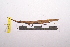  ( - LopeORT14-449)  @12 [ ] CreativeCommons - Attribution Non-Commercial Share-Alike (2014) Nicolas Moulin Nicolas Moulin entomologie