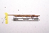  ( - LopeORT14-473)  @13 [ ] CreativeCommons - Attribution Non-Commercial Share-Alike (2014) Nicolas Moulin Nicolas Moulin entomologie