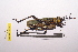  (Phymateini - LopeORT14-610)  @11 [ ] CreativeCommons - Attribution Non-Commercial Share-Alike (2014) Nicolas Moulin Nicolas Moulin entomologie