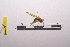  (Conocephalus sp - LopeORT14-636)  @11 [ ] CreativeCommons - Attribution Non-Commercial Share-Alike (2014) Nicolas Moulin Nicolas Moulin entomologie