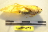  (Dapanera - LopeORT14-702)  @13 [ ] CreativeCommons - Attribution Non-Commercial Share-Alike (2014) Nicolas Moulin Nicolas Moulin entomologie