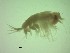  (Lestrigonus schizogeneios - AALS2PG)  @11 [ ] Attribution by P. Govender (2021) J.Groeneveld Oceanographic Research Institute