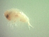  ( - BA1PG)  @11 [ ] Attribution by P. Govender (2021) J.Groeneveld Oceanographic Research Institute