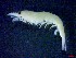  ( - E3-O34)  @11 [ ] Unspecified (default): All Rights Reserved (2021) J.Groeneveld Oceanographic Research Institute