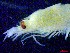  ( - E3-O38)  @11 [ ] Unspecified (default): All Rights Reserved (2021) J.Groeneveld Oceanographic Research Institute