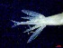  (Euphausia mutica - E3-O41)  @11 [ ] Unspecified (default): All Rights Reserved (2021) J.Groeneveld Oceanographic Research Institute