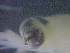  ( - E3-O9)  @11 [ ] Unspecified (default): All Rights Reserved (2021) J.Groeneveld Oceanographic Research Institute