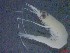  ( - E3-O9)  @11 [ ] Unspecified (default): All Rights Reserved (2021) J.Groeneveld Oceanographic Research Institute