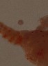  ( - PCAG1)  @11 [ ] Attribution by Joshua Adrian (2018) Riaan Cedras/Joshua Adrian University of the Western Cape