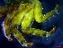  ( - CRDN130)  @11 [ ] Attribution by P. Govender (2021) J.Groeneveld Oceanographic Research Institute