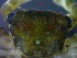  ( - CRDN136)  @11 [ ] Attribution by P. Govender (2021) J.Groeneveld Oceanographic Research Institute