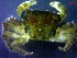  ( - CRDN136)  @11 [ ] Attribution by P. Govender (2021) J.Groeneveld Oceanographic Research Institute